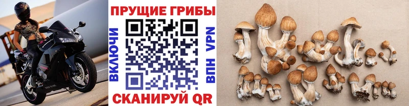 МЕГА как войти  Омск  Псилоцибиновые грибы Psilocybe 